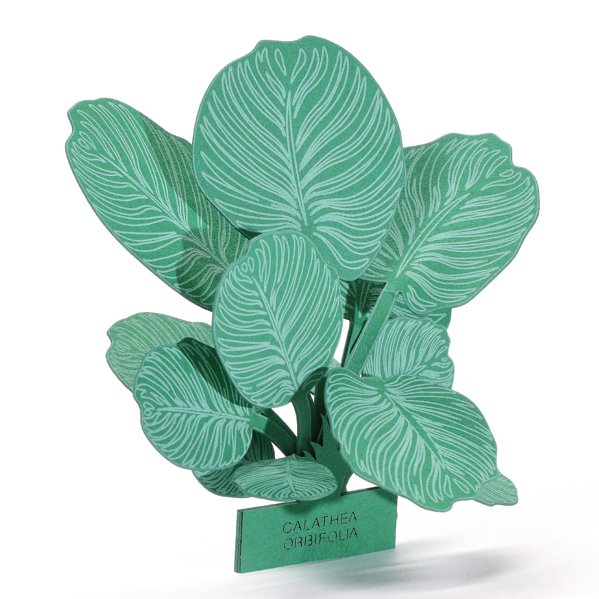 Calathea Orbifolia 3D Plant Sticker By FingerART