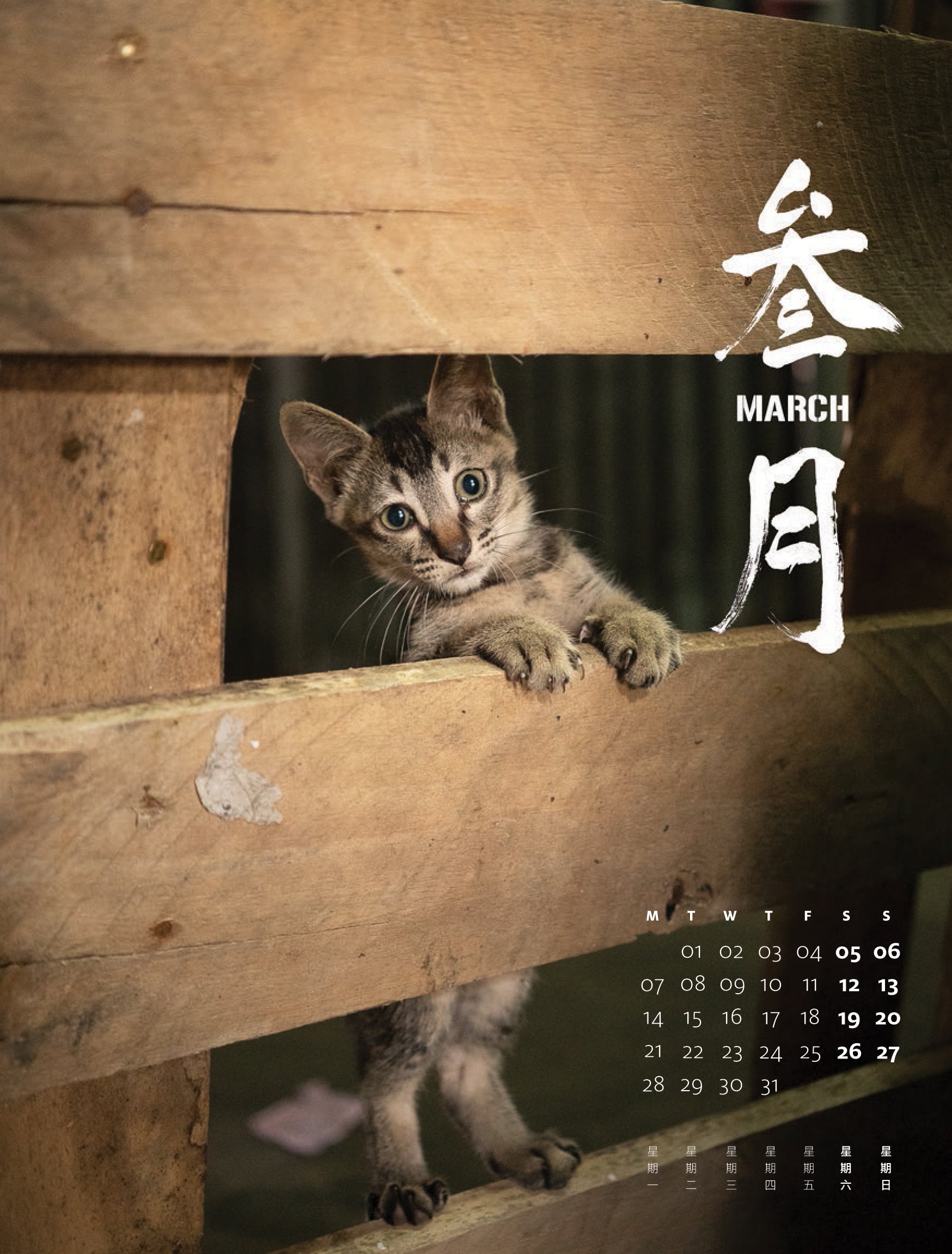 Shop Cats of Hong Kong 2022 Calendar by Marcel Heijnen